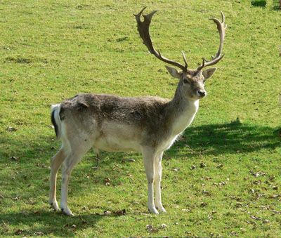 Deer